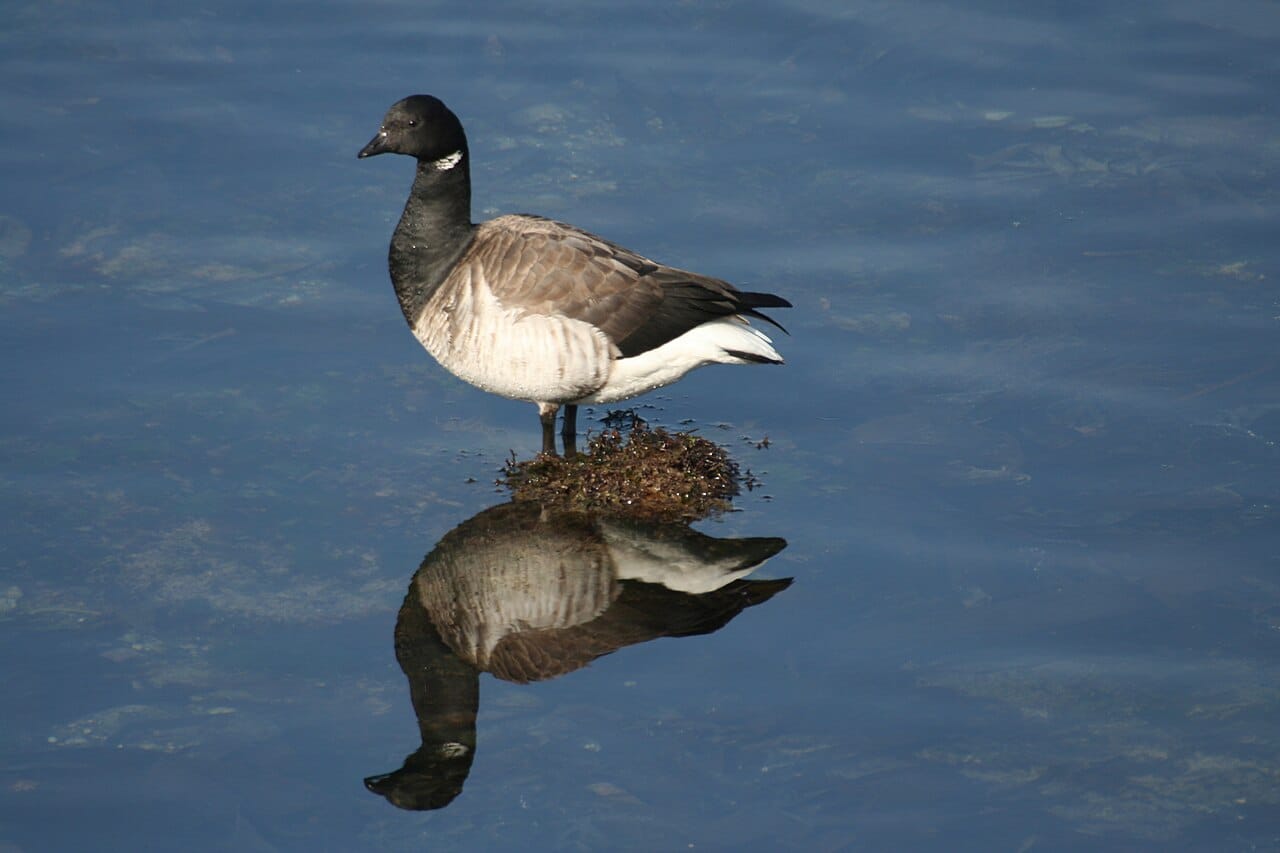 Prutgås (Branta bernicla) — foto