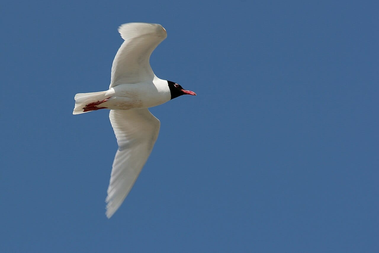 Svarthuvad mås (Ichthyaetus melanocephalus) — foto