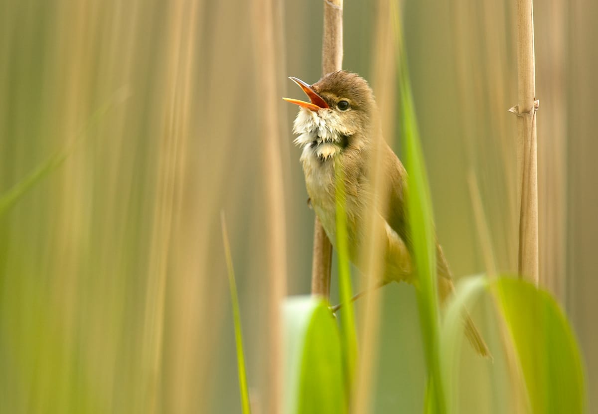 Rörsångare (Acrocephalus scirpaceus) — foto