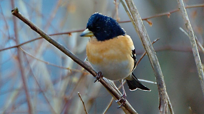 Bergfink (Fringilla montifringilla) — foto
