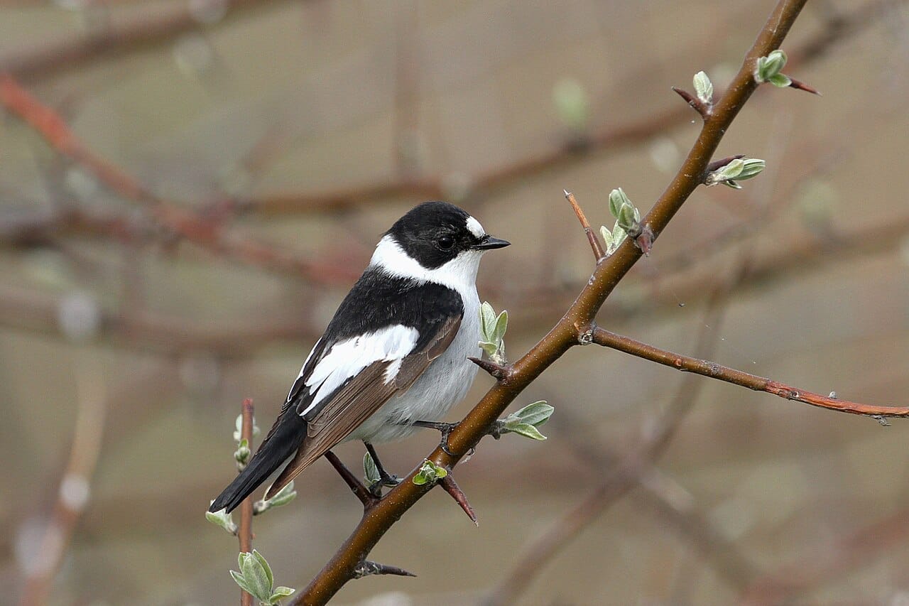 Halsbandsflugsnappare (Ficedula albicollis) — foto