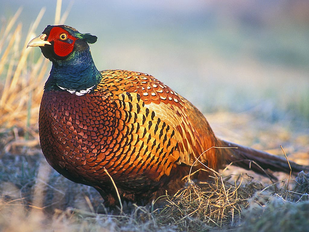 Fasan (Phasianus colchicus) — foto