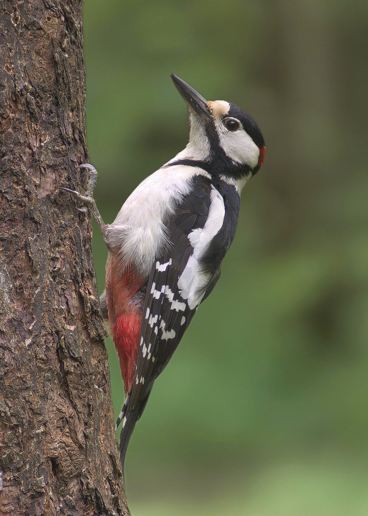 Större hackspett (Dendrocopos major) — foto