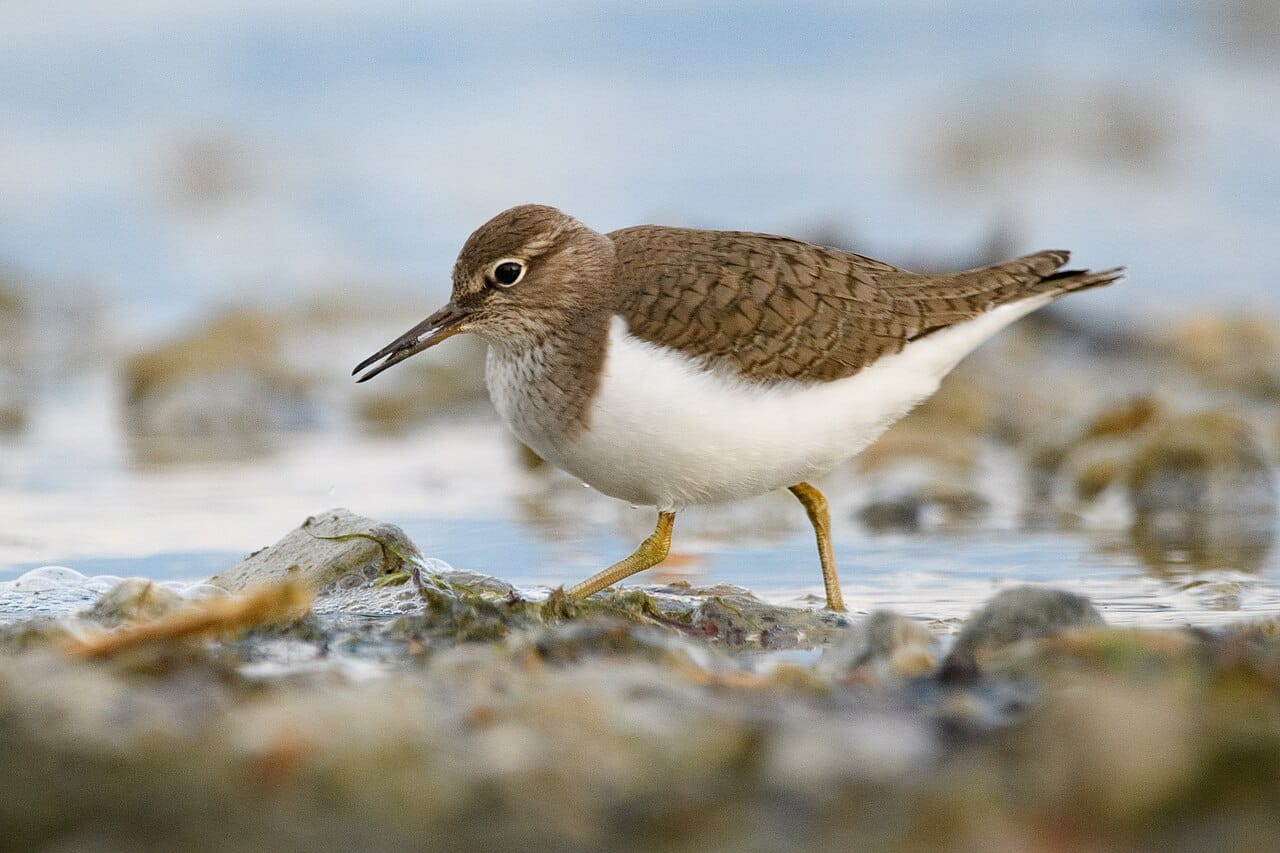 Drillsnäppa (Actitis hypoleucos) — foto