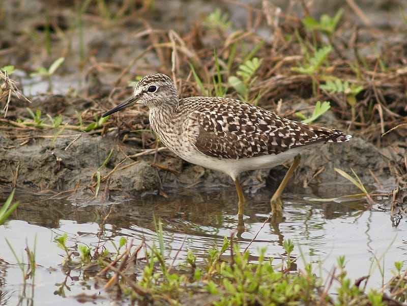 Grönbena (Tringa glareola) — foto