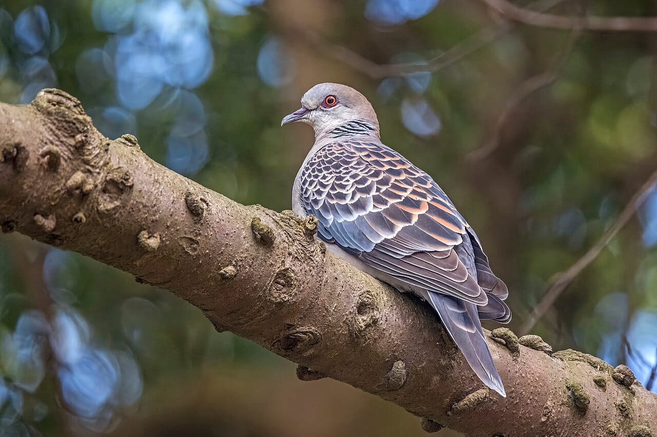 Östlig turturduva (Streptopelia orientalis) — foto