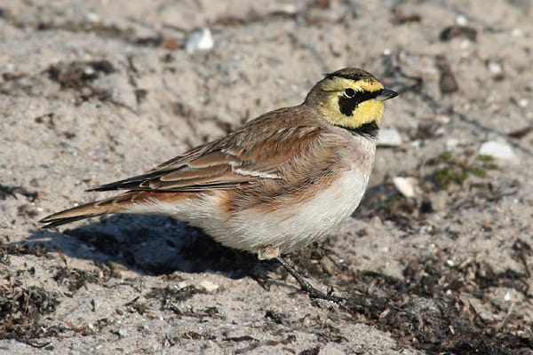 Berglärka (Eremophila alpestris) — foto