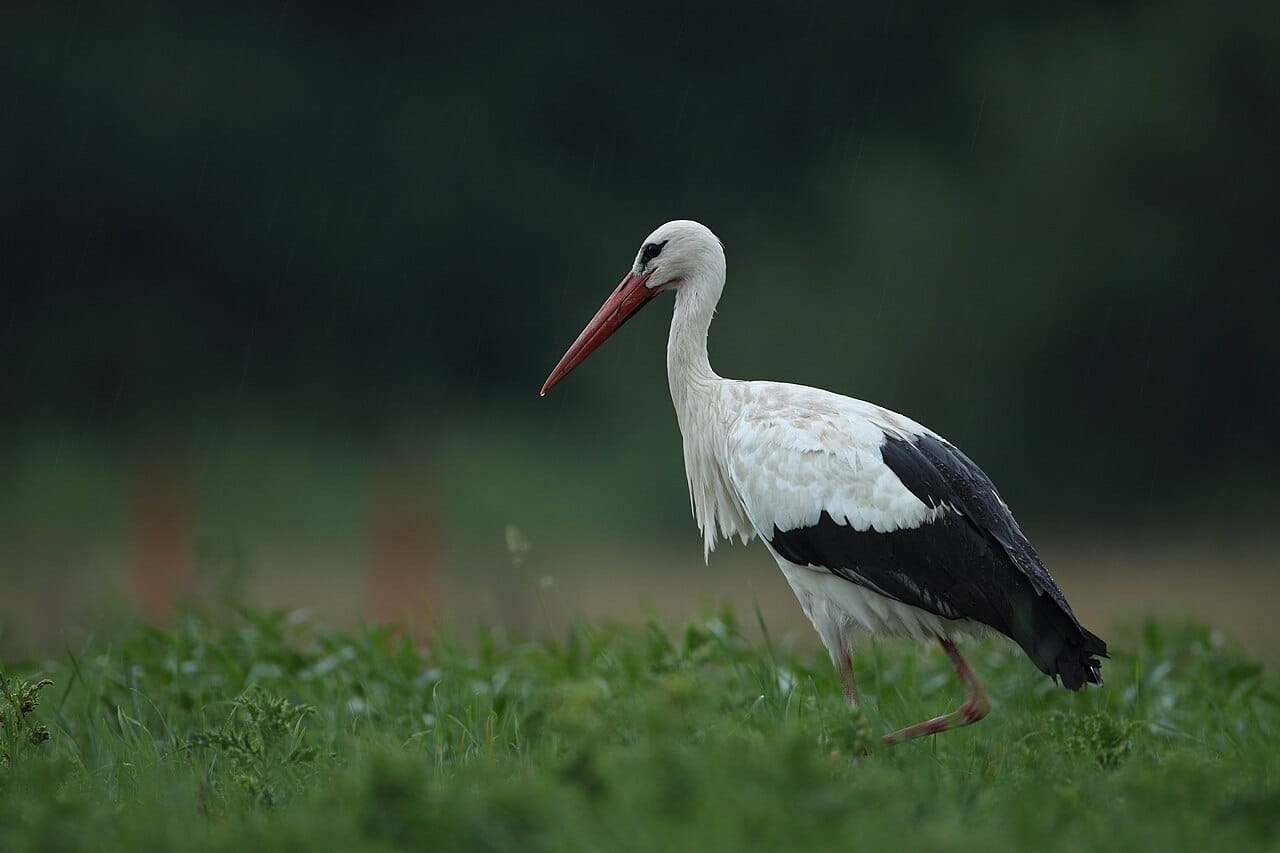 Vit stork (Ciconia ciconia) — foto