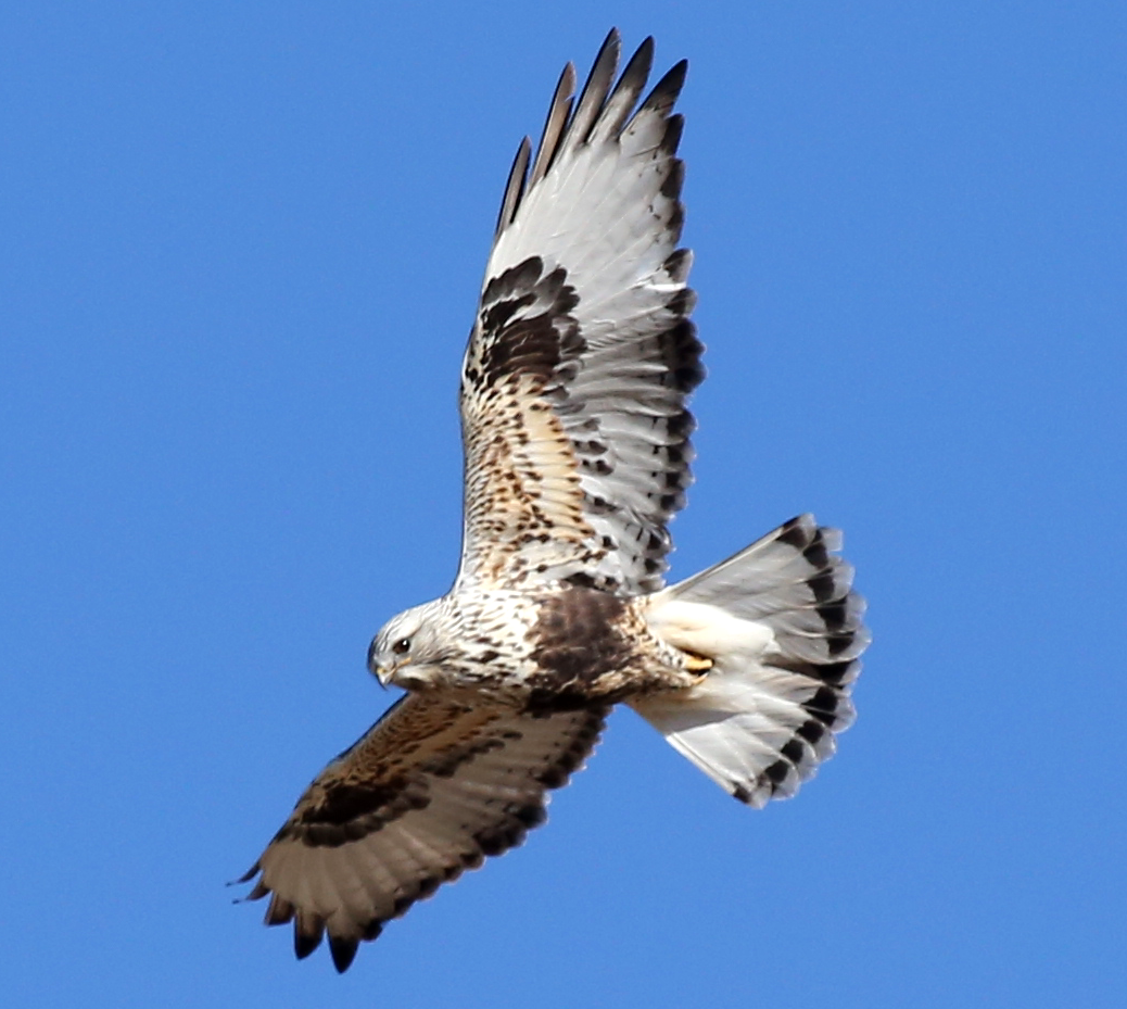 Fjällvråk (Buteo lagopus) — foto