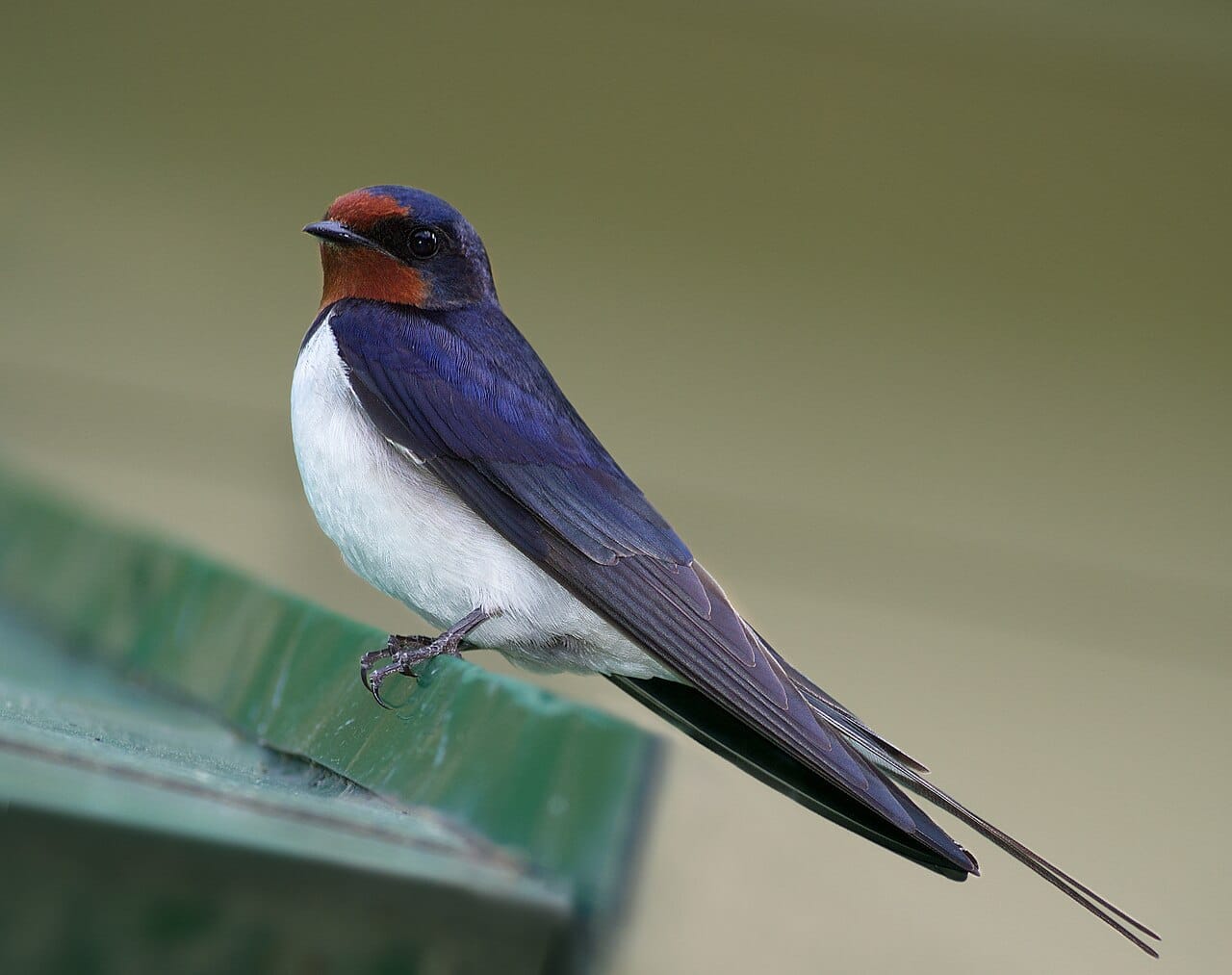 Ladusvala (Hirundo rustica) — foto