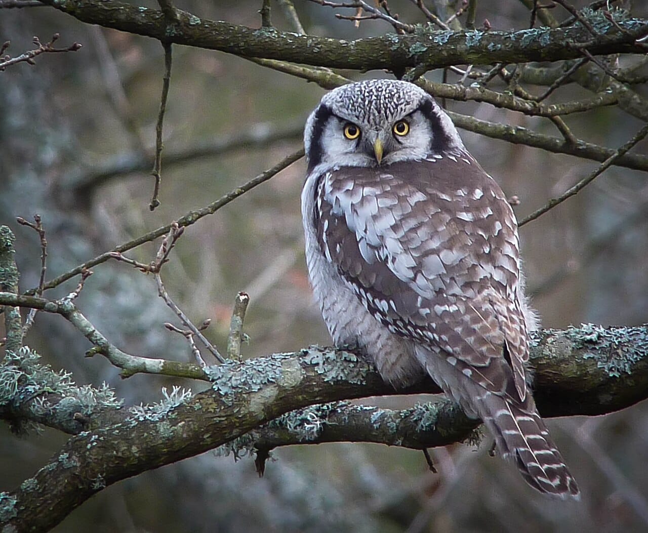 Hökuggla (Surnia ulula) — foto