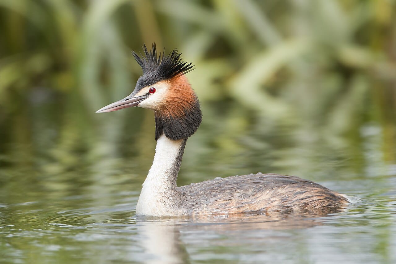 Skäggdopping (Podiceps cristatus) — foto