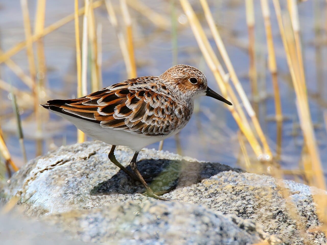 Småsnäppa (Calidris minuta) — foto