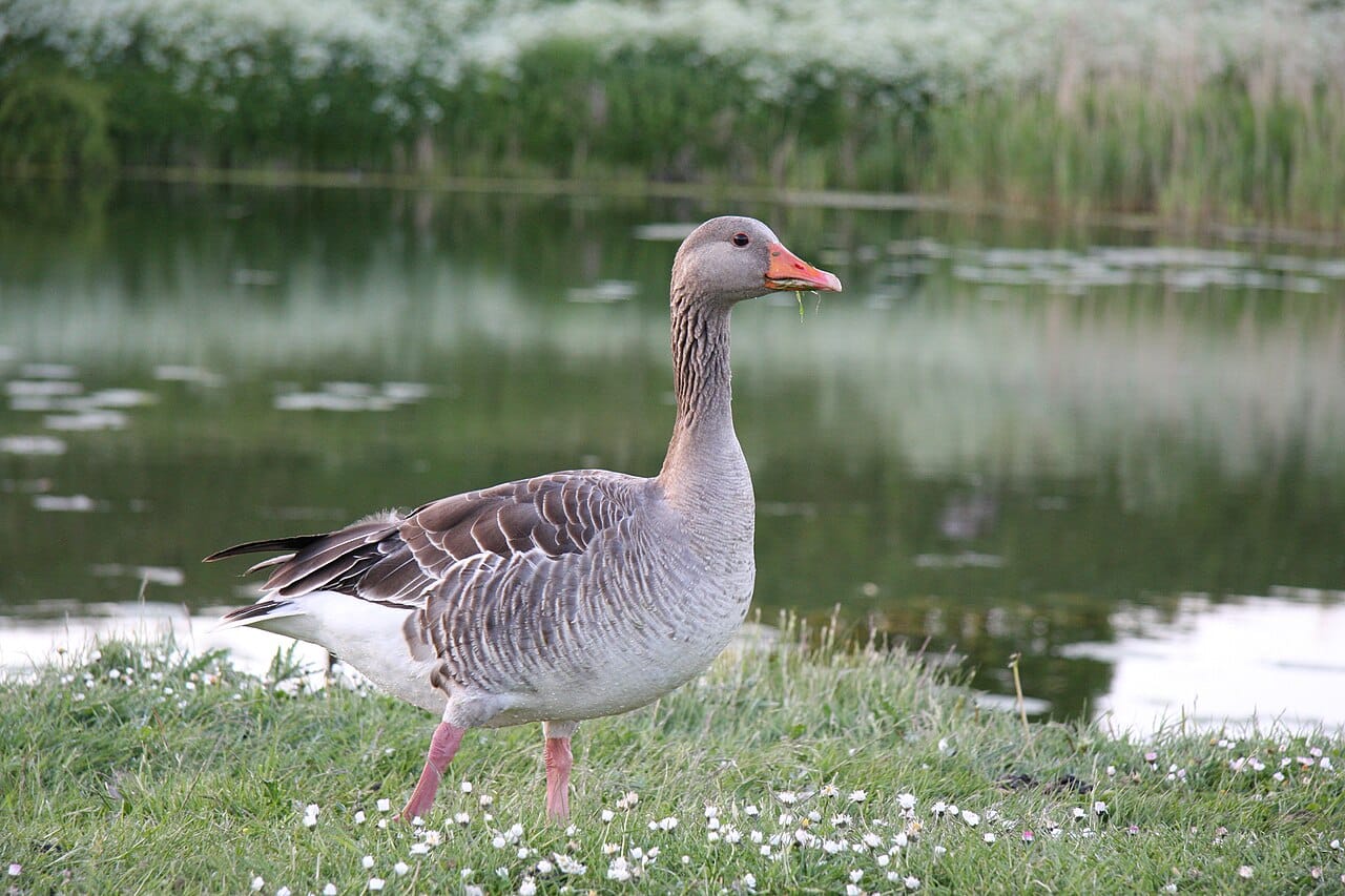 Grågås (Anser anser) — foto