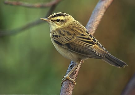 Sävsångare (Acrocephalus schoenobaenus) — foto