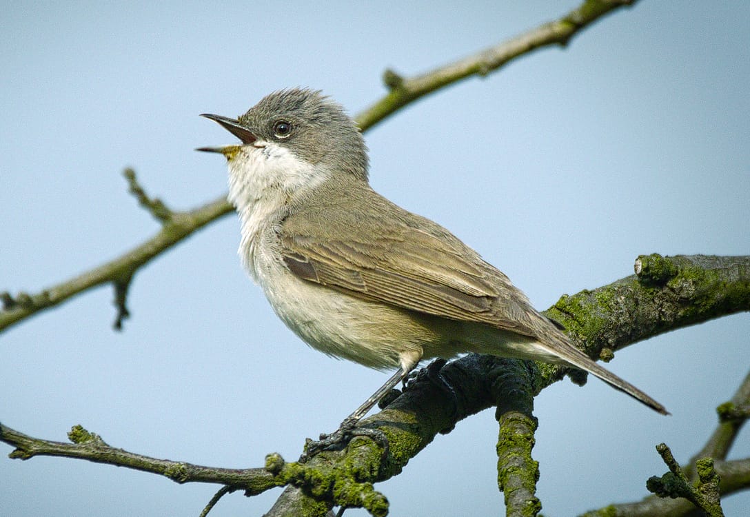 Ärtsångare (Curruca curruca) — foto