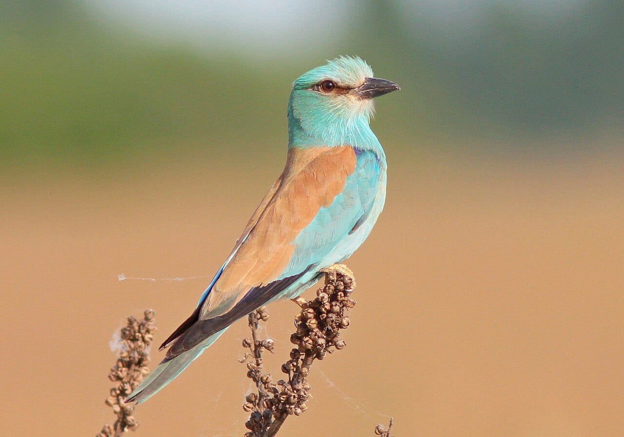 Blåkråka (Coracias garrulus) — foto