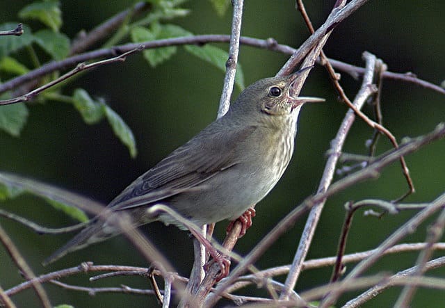 Flodsångare (Locustella fluviatilis) — foto