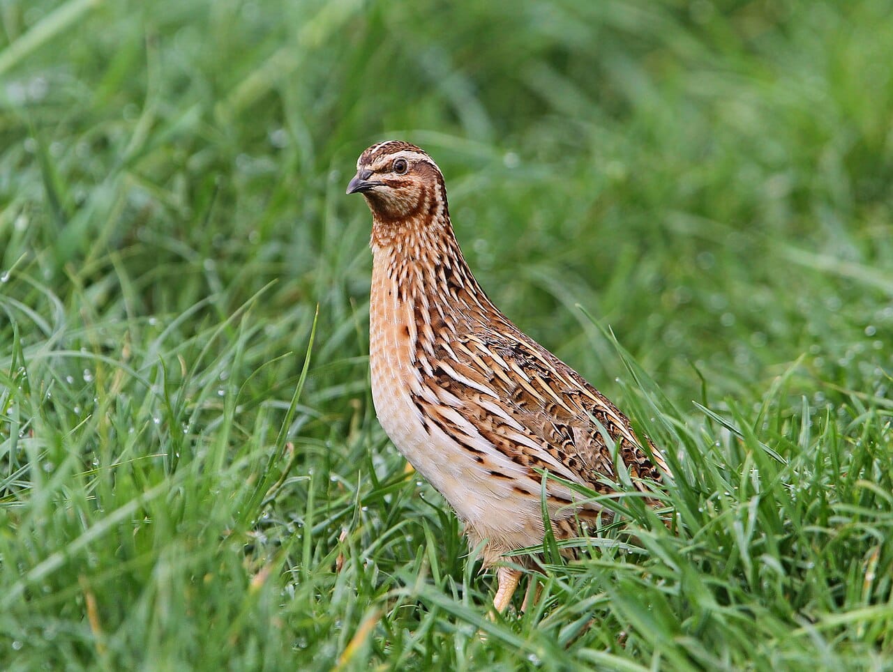 Vaktel (Coturnix coturnix) — foto