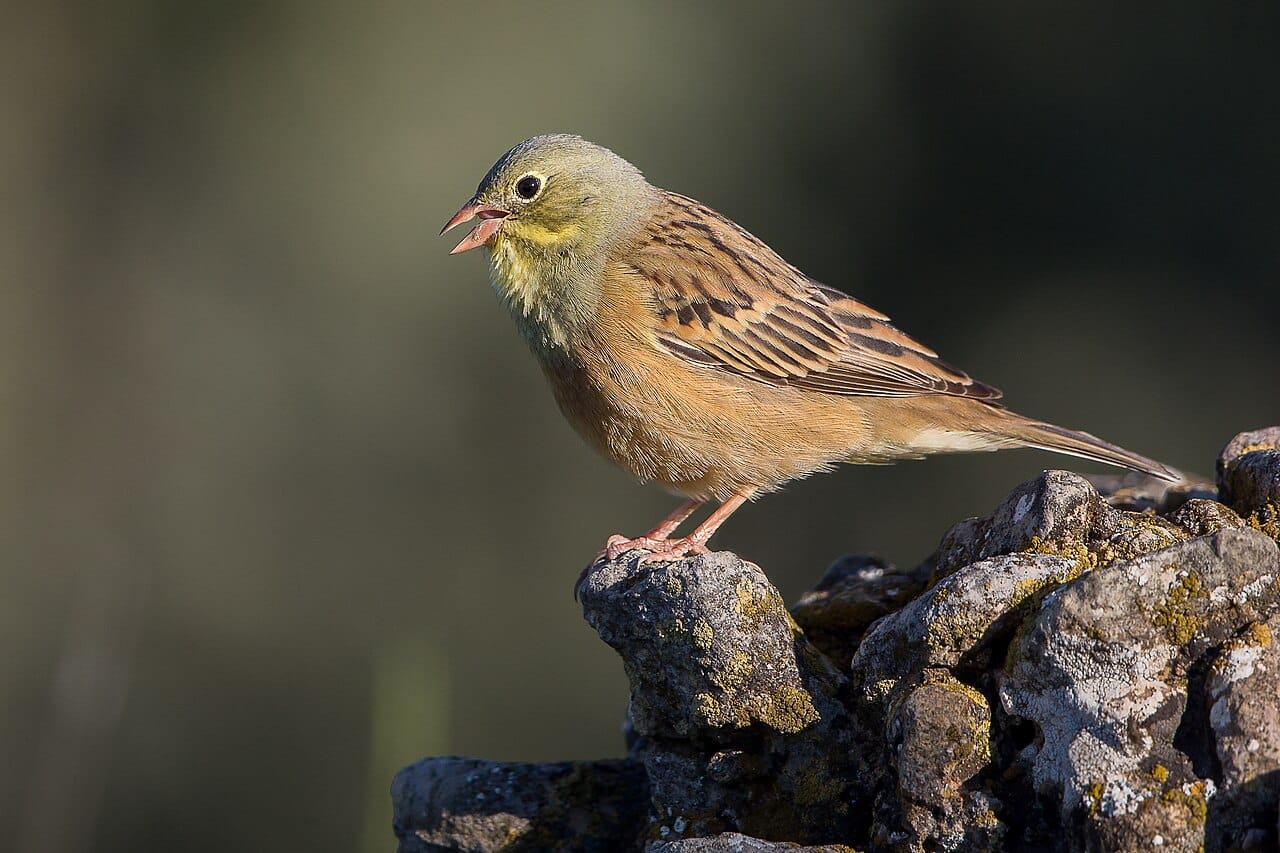 Ortolansparv (Emberiza hortulana) — foto