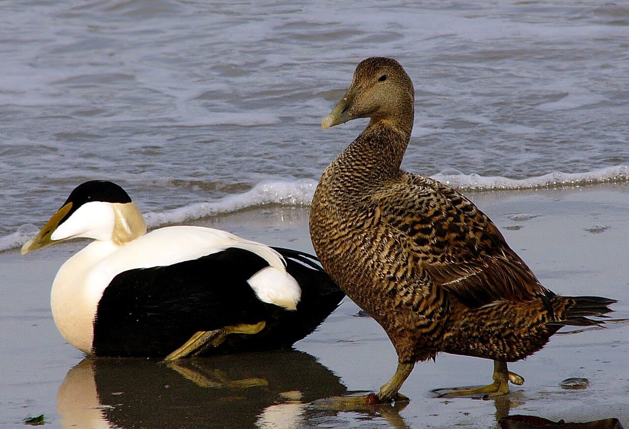 Ejder (Somateria mollissima) — foto