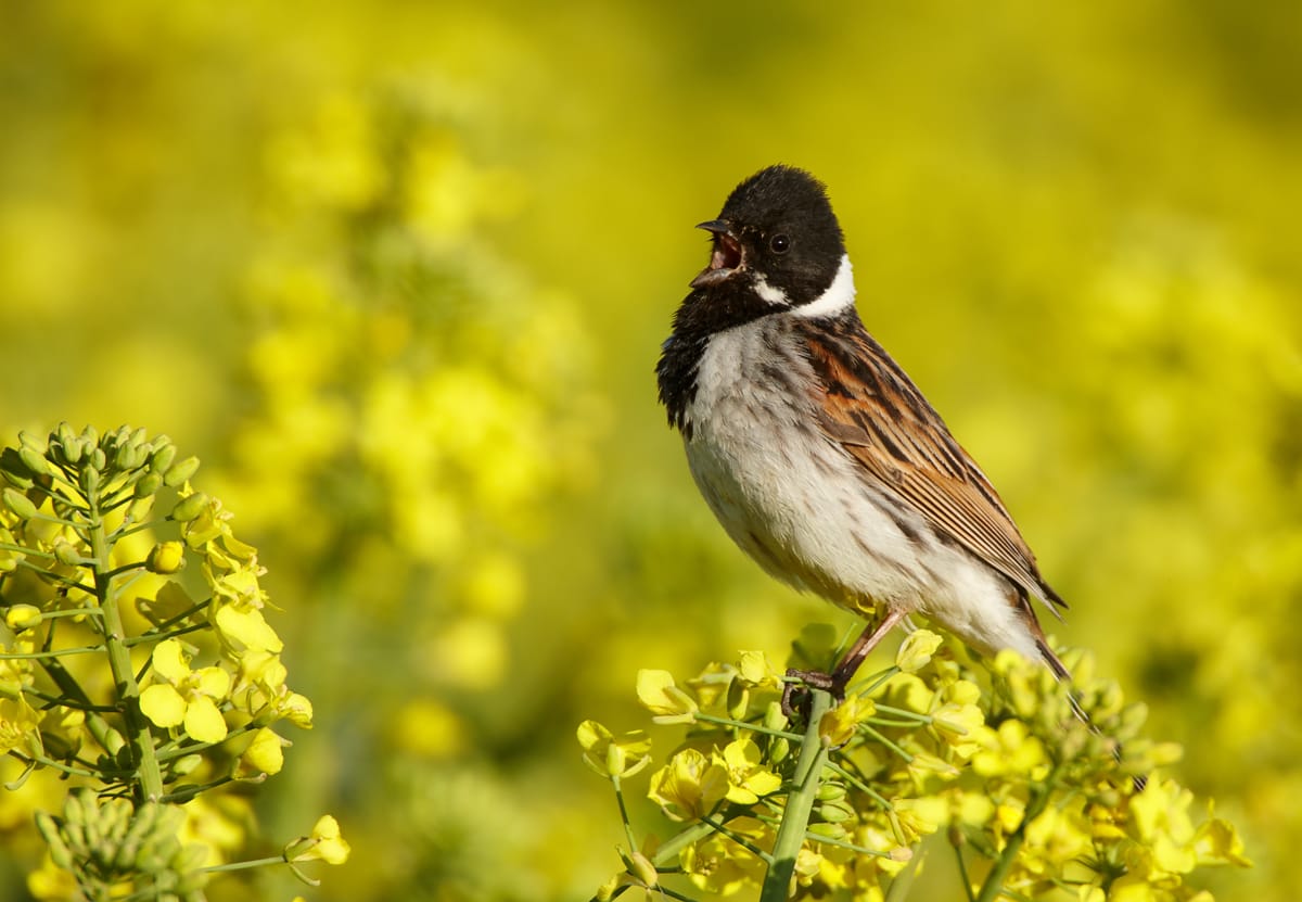 Sävsparv (Emberiza schoeniclus) — foto