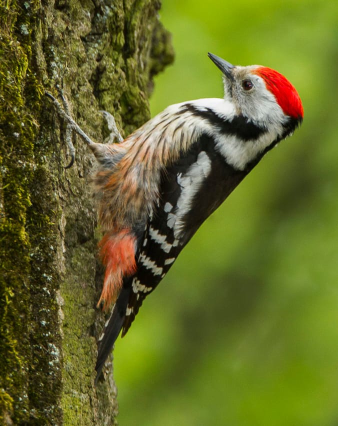 Mellanspett (Dendrocoptes medius) — foto
