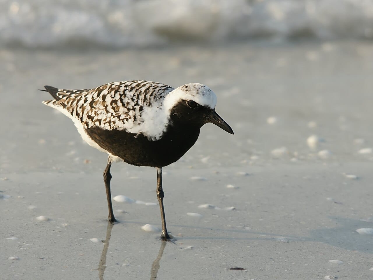 Kustpipare (Pluvialis squatarola) — foto