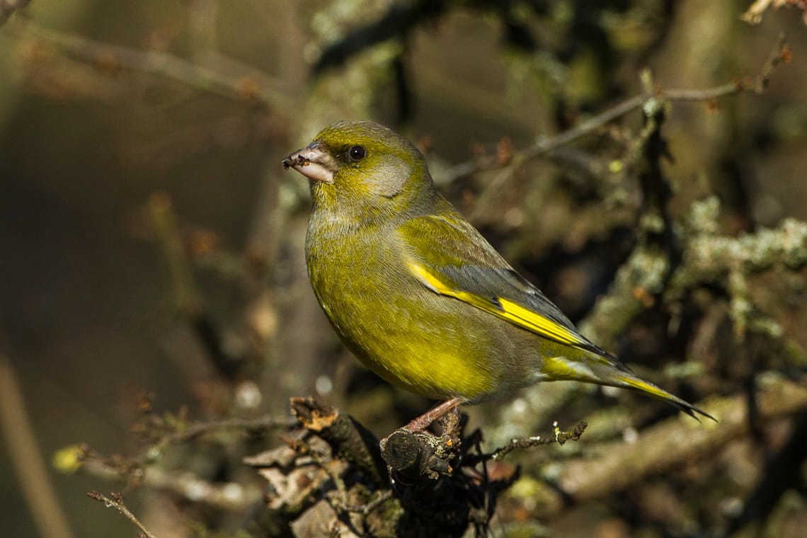 Grönfink (Chloris chloris) — foto
