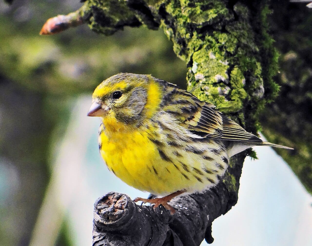 Gulhämpling (Serinus serinus) — foto