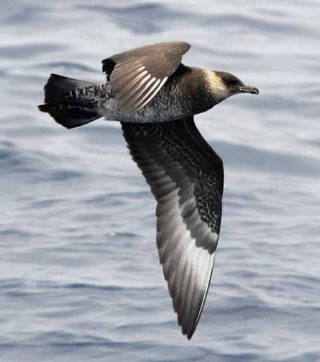Bredstjärtad labb (Stercorarius pomarinus) — foto