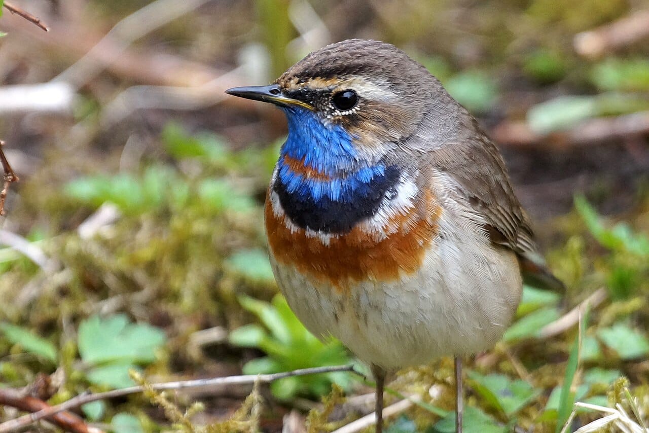 Blåhake (Luscinia svecica) — foto