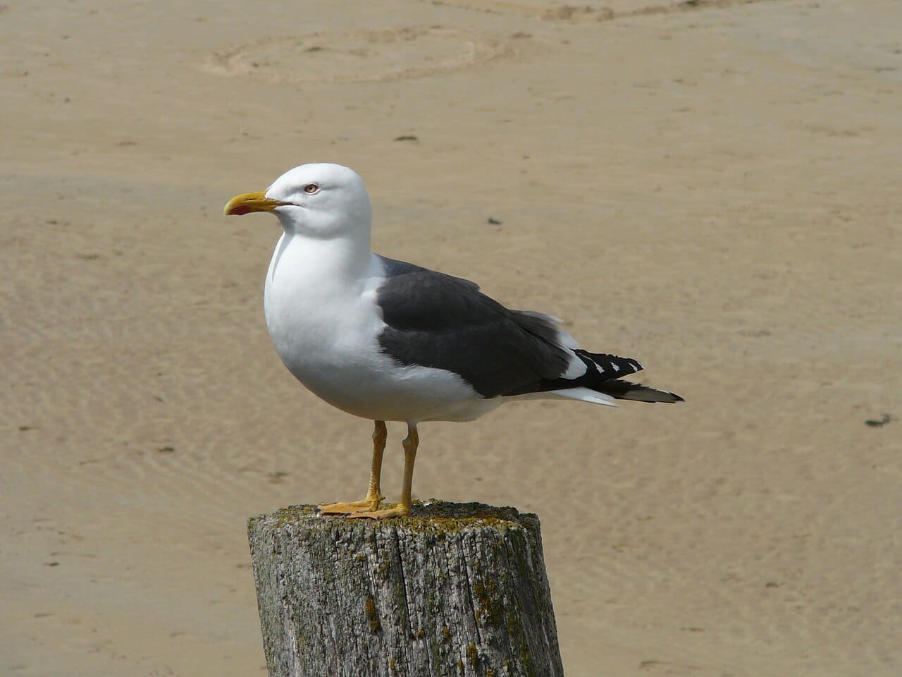 Silltrut (Larus fuscus) — foto