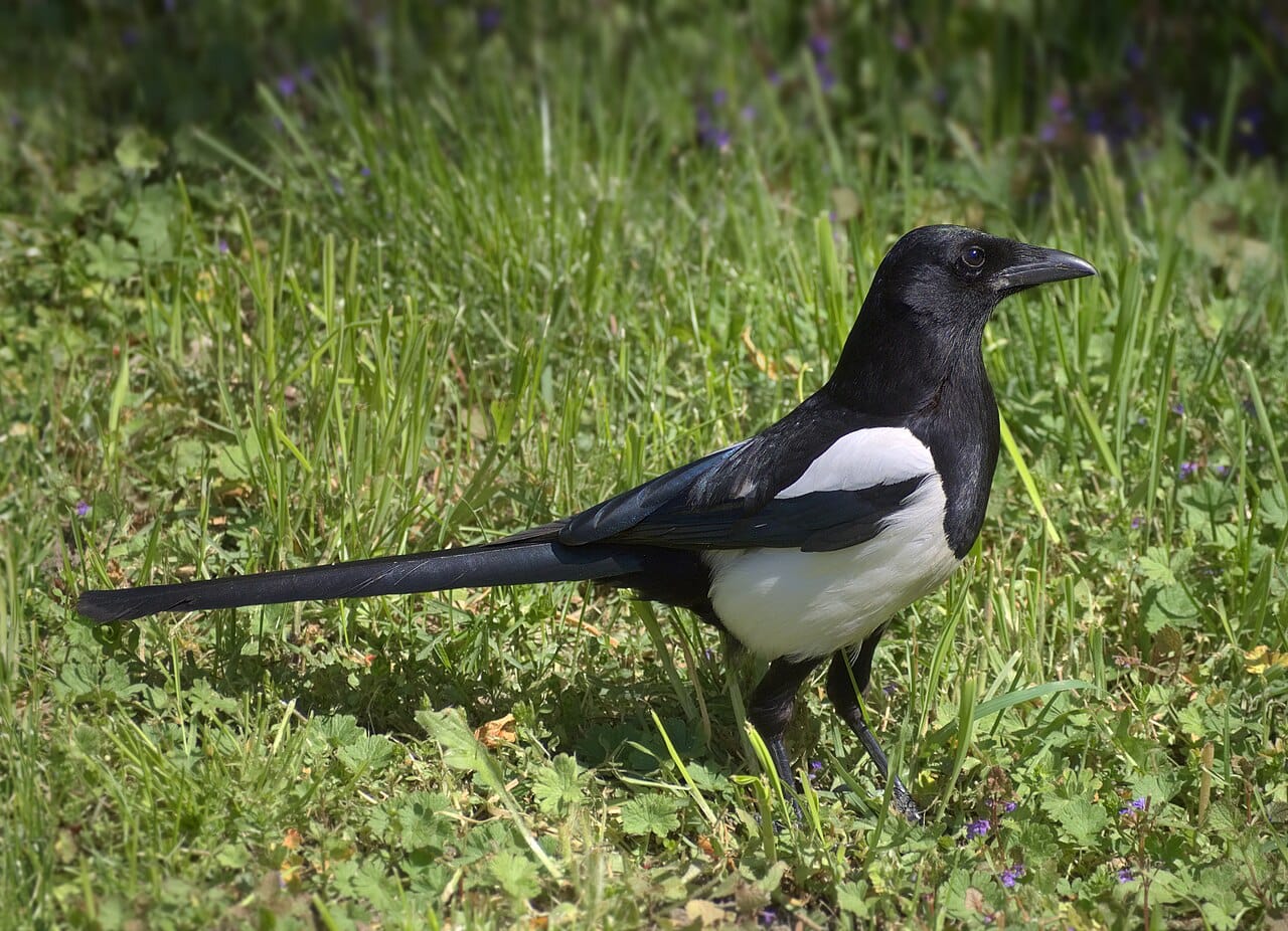 Skata (Pica pica) — foto