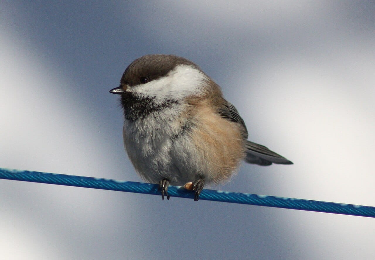 Lappmes (Poecile cinctus) — foto