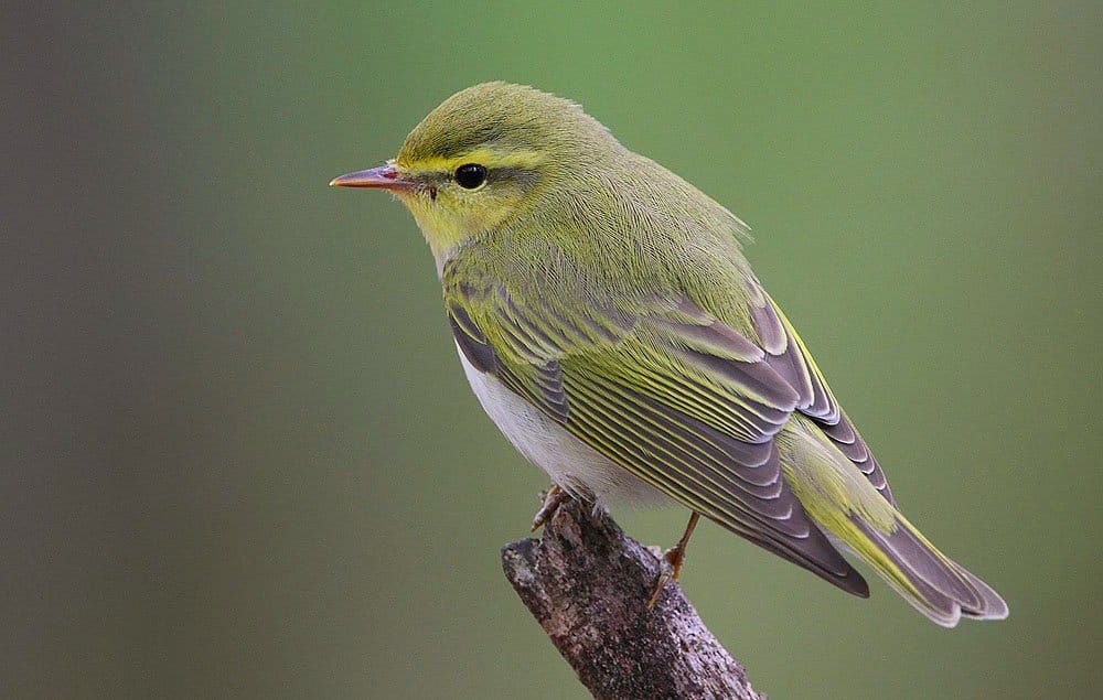 Grönsångare (Phylloscopus sibilatrix) — foto