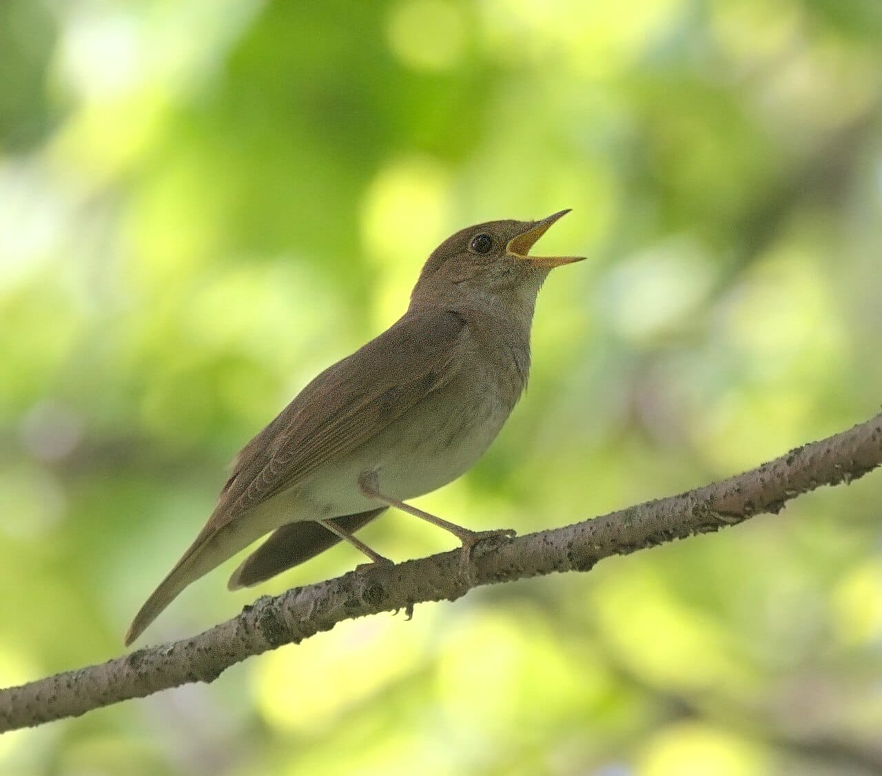 Näktergal (Luscinia luscinia) — foto