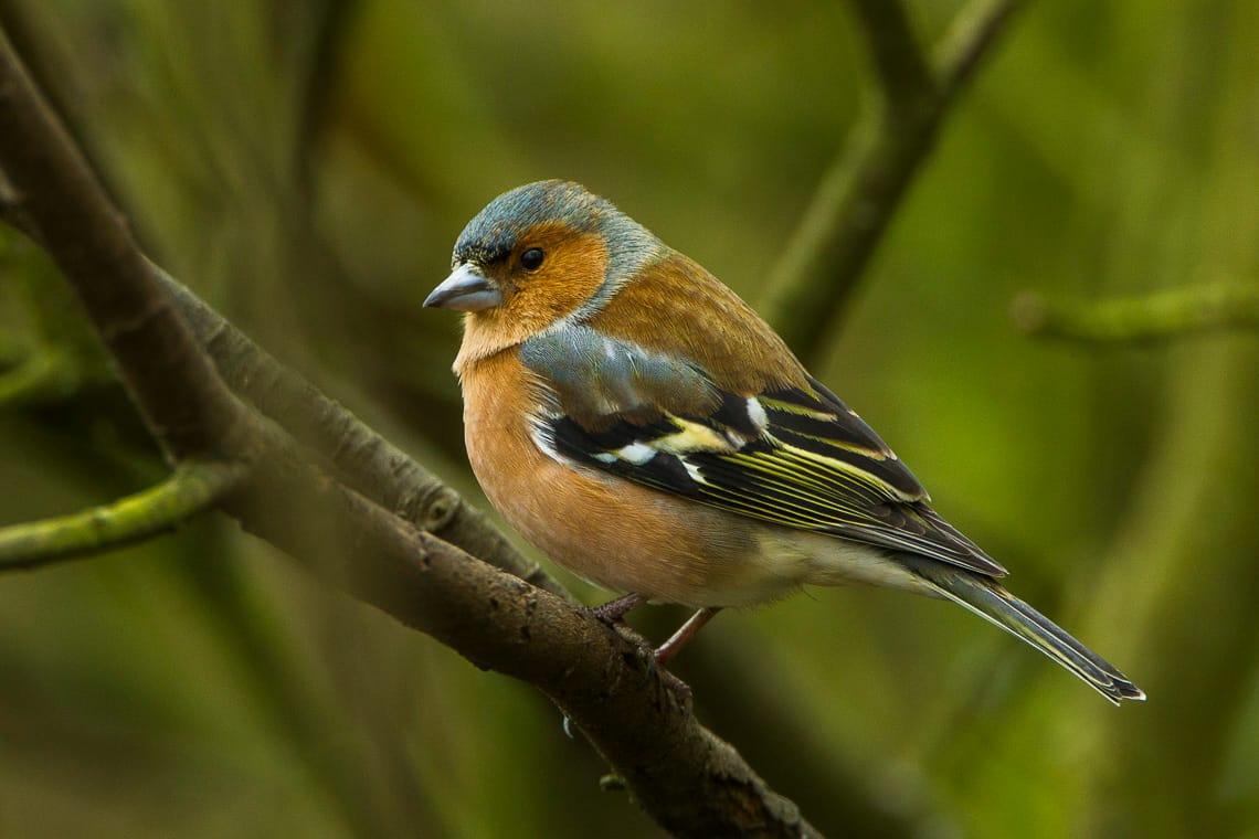 Bofink (Fringilla coelebs) — foto