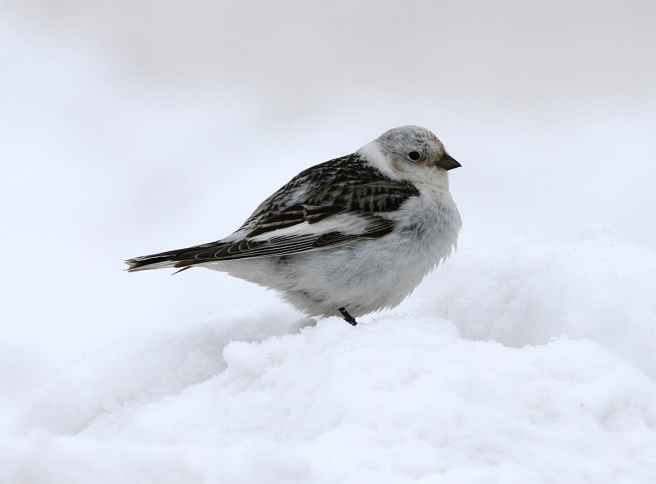 Snösparv (Plectrophenax nivalis) — foto