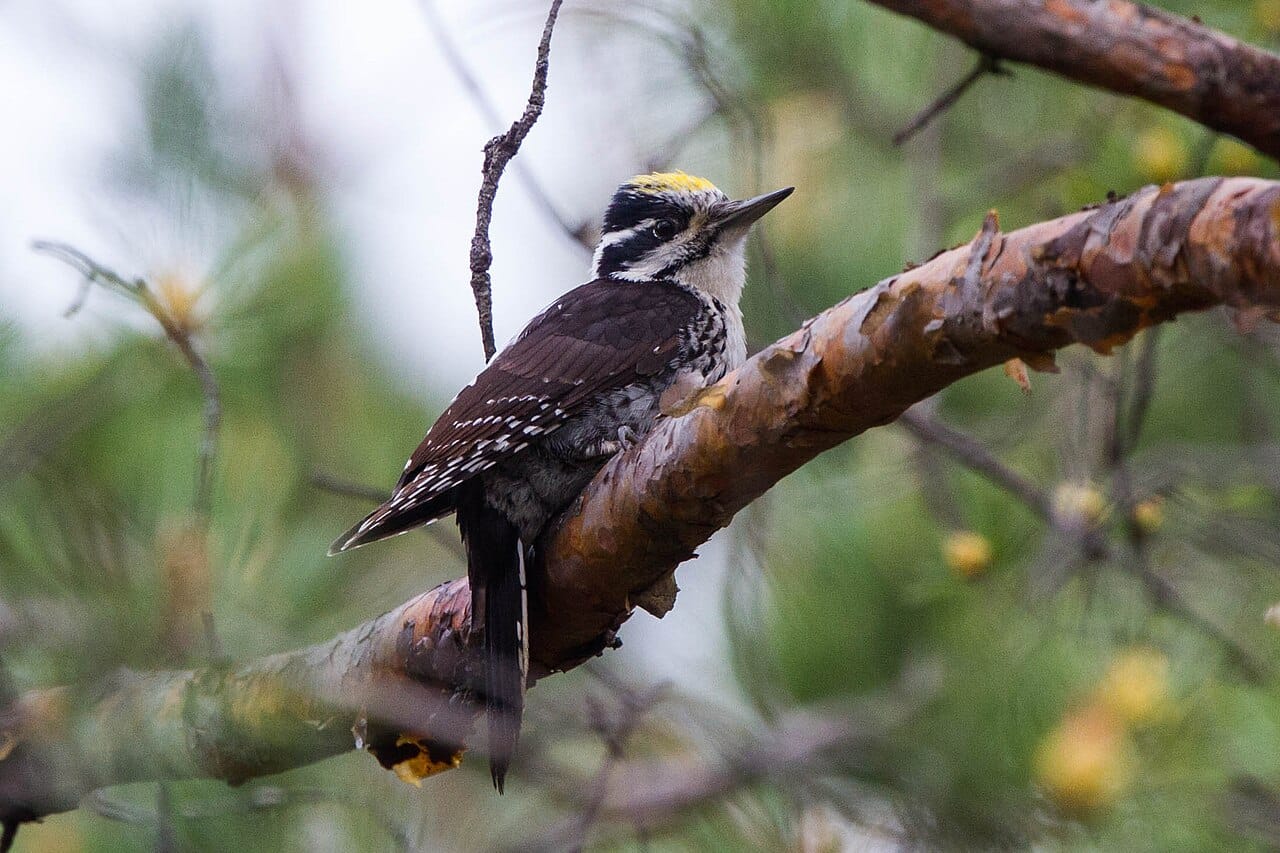 Tretåig hackspett (Picoides tridactylus) — foto