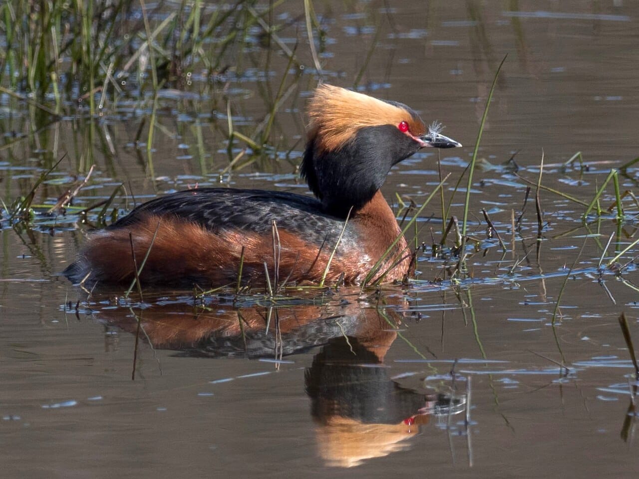 Svarthakedopping (Podiceps auritus) — foto