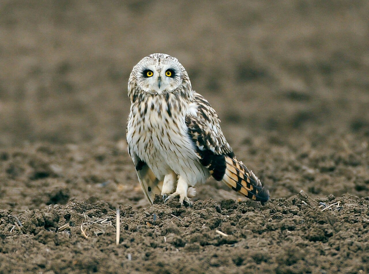 Jorduggla (Asio flammeus) — foto