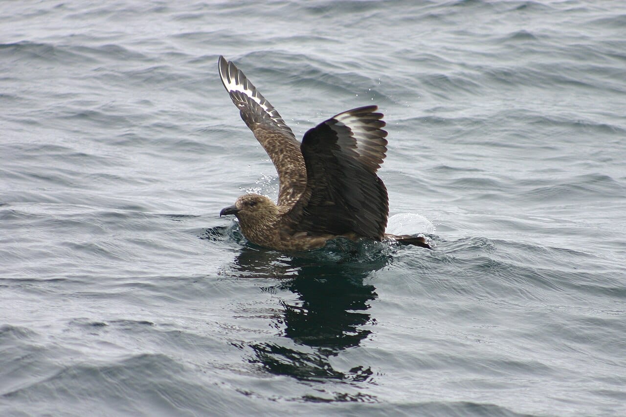 Storlabb (Stercorarius skua) — foto