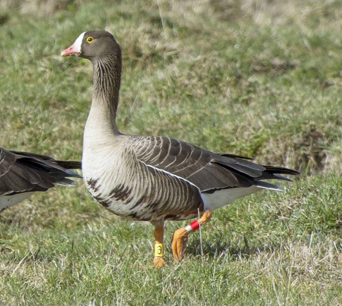 Fjällgås (Anser erythropus) — foto