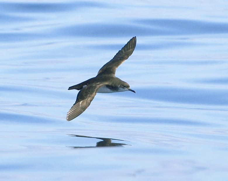 Mindre lira (Puffinus puffinus) — foto
