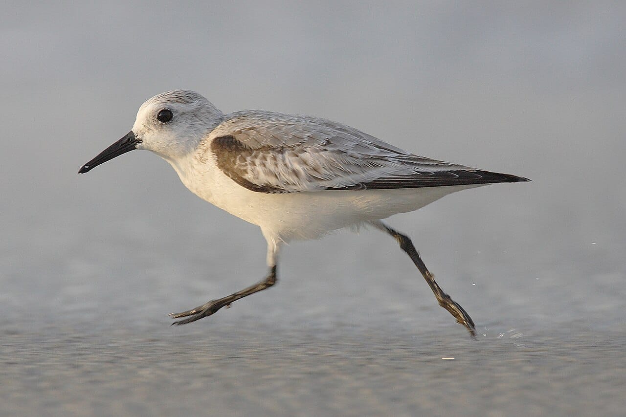 Sandlöpare (Calidris alba) — foto