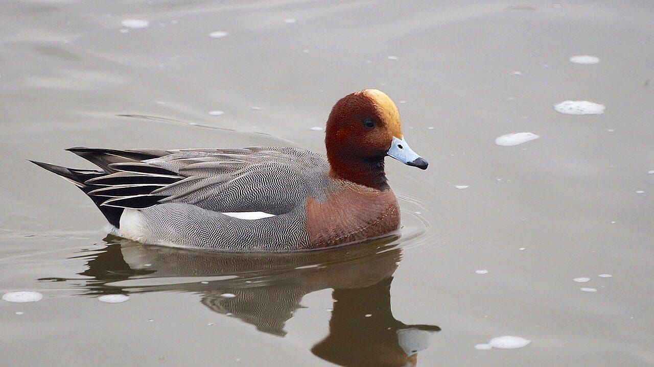 Bläsand (Mareca penelope) — foto