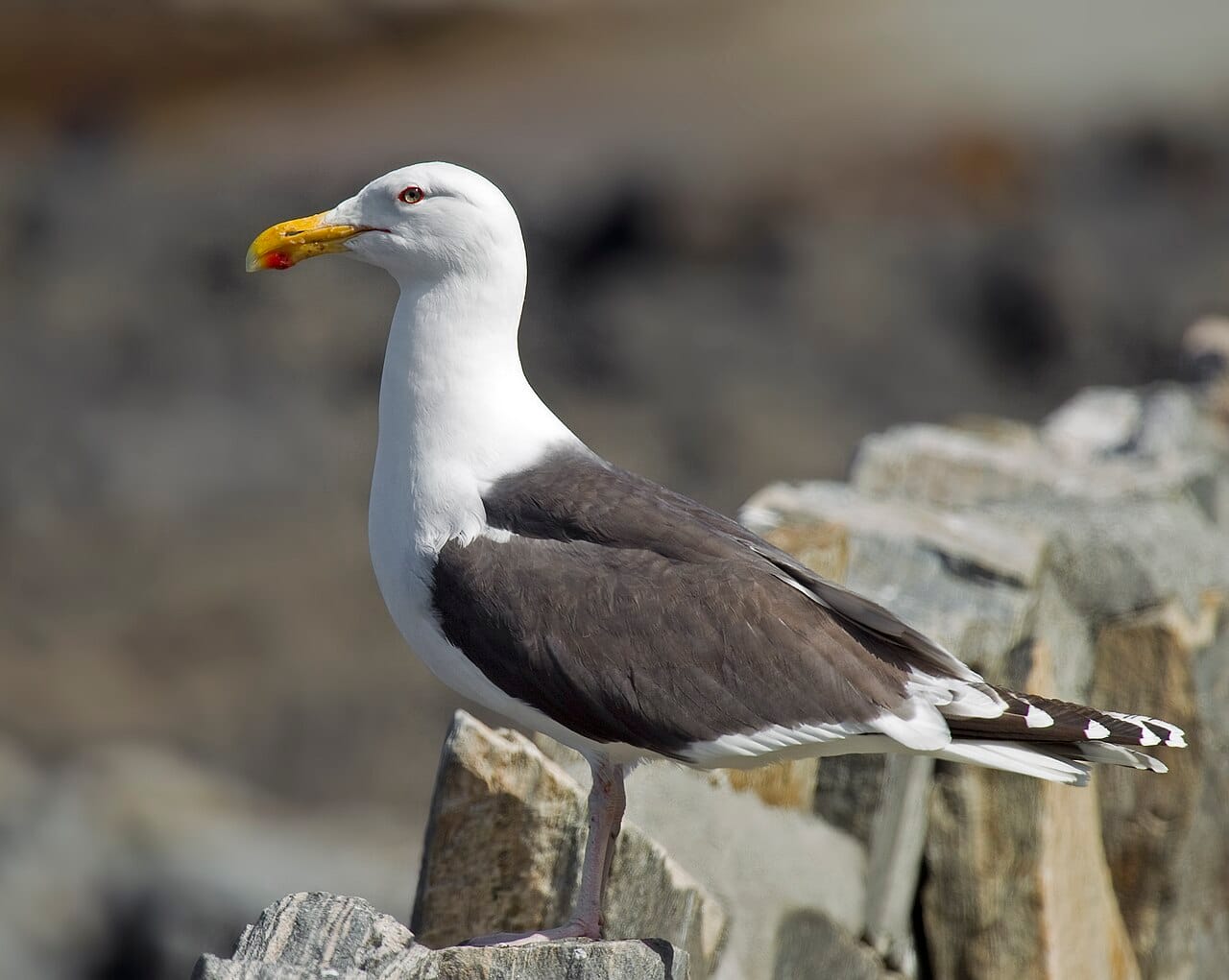 Havstrut (Larus marinus) — foto