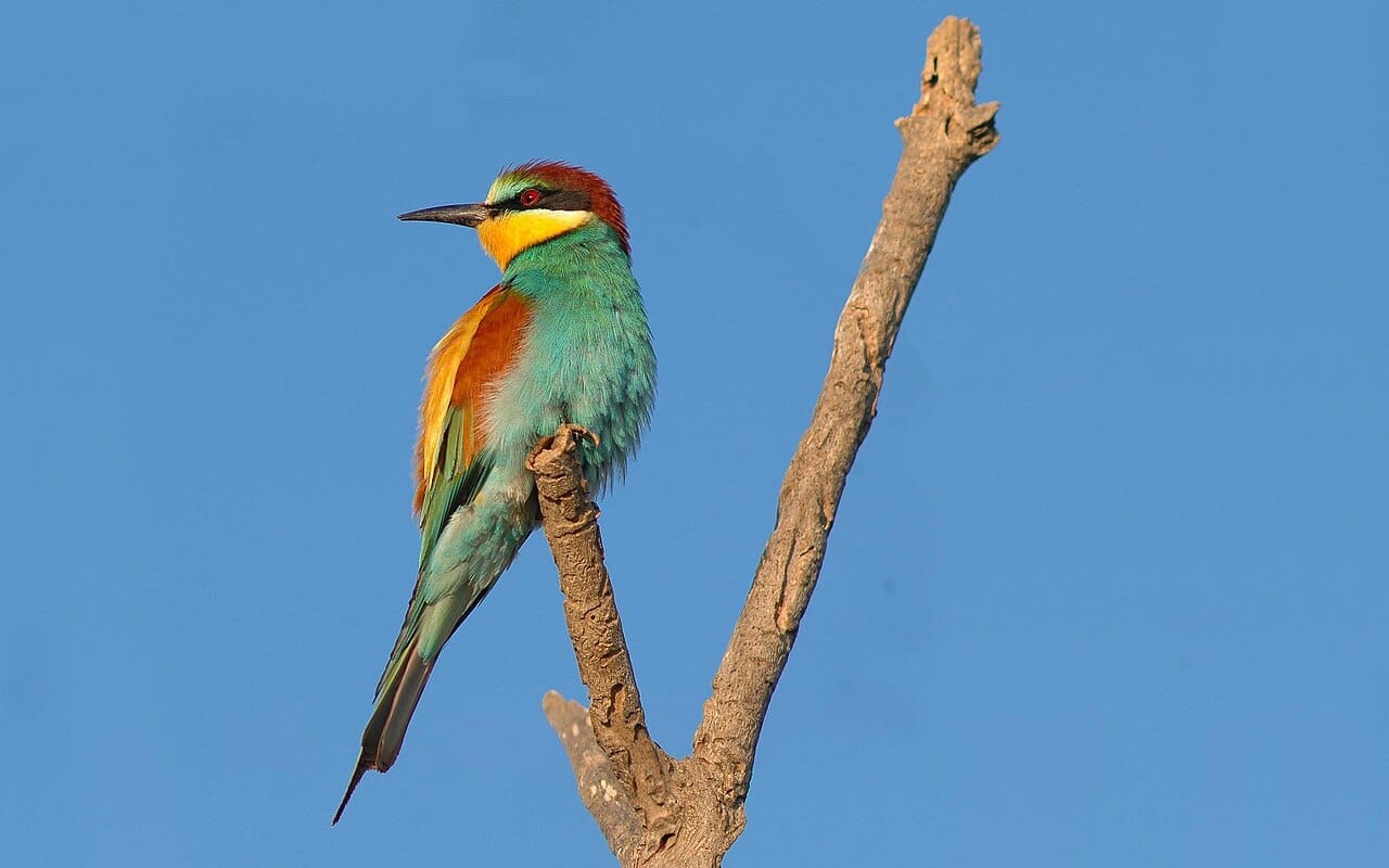 Biätare (Merops apiaster) — foto