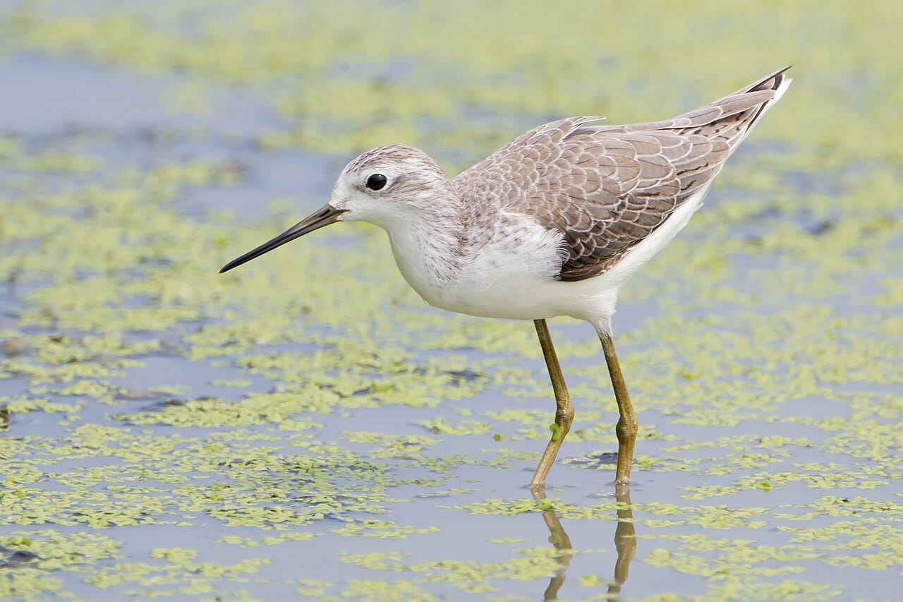 Dammsnäppa (Tringa stagnatilis) — foto